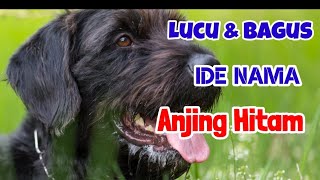 Nama Anjing Hitam Jantan & Betina Lucu unik dan modern