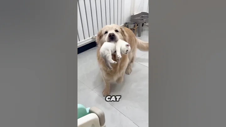 This Golden Retriever helps mother cat take care of her kittens ❤️ thumbnail