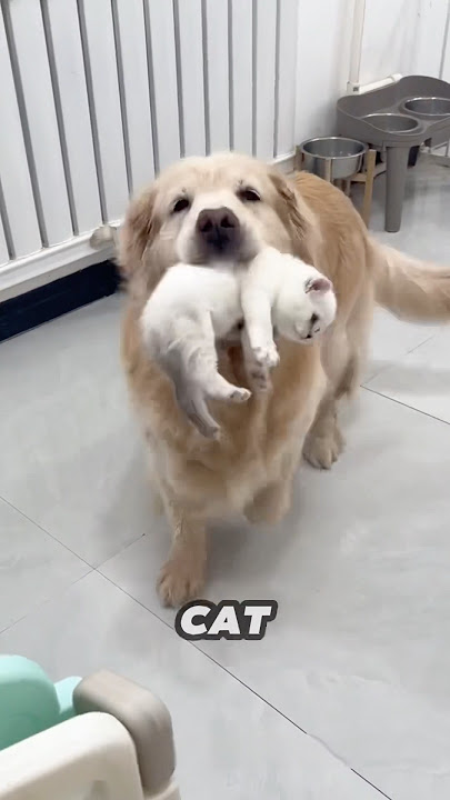 This Golden Retriever helps mother cat take care of her kittens ❤️