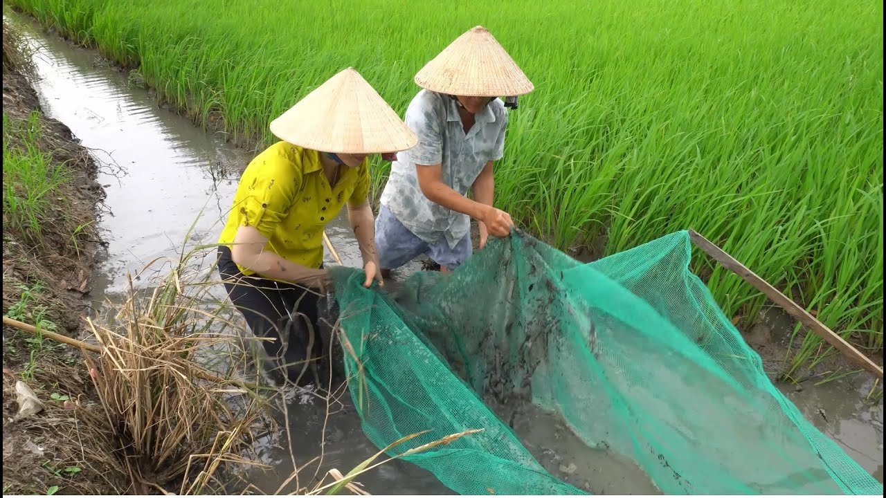 18 / Cách bắt cá đơn giản mà hiệu quả ở Miền Tây - YouTube