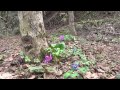 かたくりの花