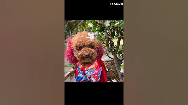 Mê su xí xọn muốn xỉu 7 ngày 7 đêm luôn á