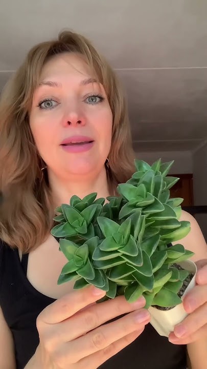 Суккуленты. Крассула Спринг Тайм 😍👍🌷 - YouTube