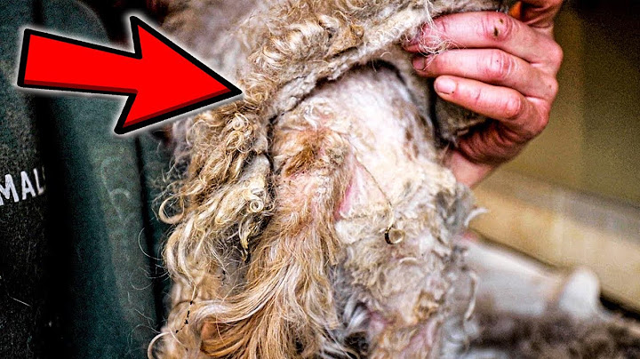 MOST matted dog | EMERGENCY RESCUE!!