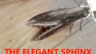 The Elegant Sphinx