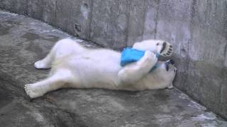 堀でごろごろ遊ぶアイラ~Polar Bear is playing at the moat