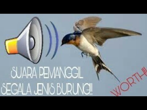 suara-kompilasi-ampuh-untuk-pikat-segala-jenis-burung!!-langsung-lengket!!!