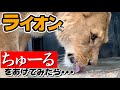 【必見❗️】ライオンにチュールをあげたら反応が意外過ぎたwww See the reaction of the lioness