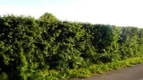 Route 145 Arriva Yorkshire Dennis Dart SLF Plaxton Mini Pointer Dart 213 (V213 PCX)