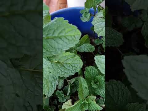 Mint gardening business 