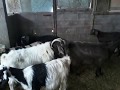 Uterine Inflammation In Goats And Sheep Symptoms And Treatment 