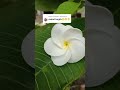 bukan perkara mudah menghasilkan plumeria indah seperti ini