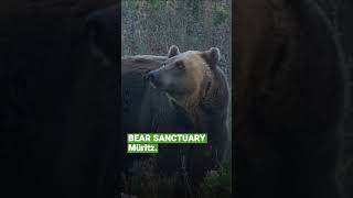 Bear Michals Journey To His Forever Home