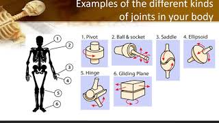 Types of joints in the human body - Anatomy & Examples #Anatomy #HumanBody #ArtLesson#music#learning