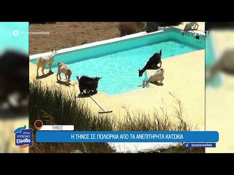 Το ρεπορτάζ του ΣΚΑΪ για τα κατσίκια της Τήνου
