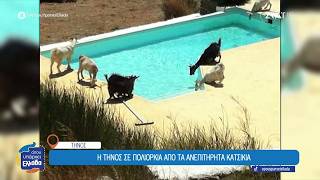 Η Τήνος αναζητά λύση στο πρόβλημα της με τα κατσίκια | Όπου Υπάρχει Ελλάδα | 15/06/2026