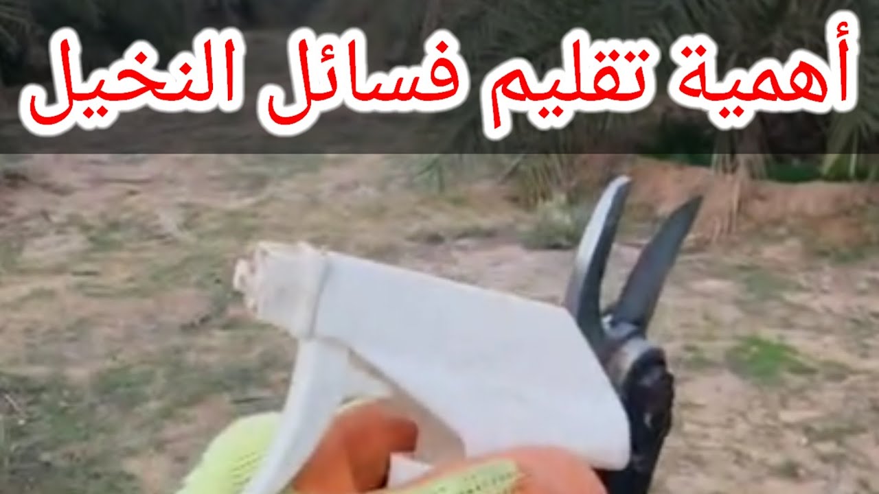 تقليم الفسائل