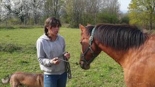 Attacher son cheval