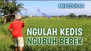 Ngakak, ngulah kedis ngubuh bebek - tut bradut