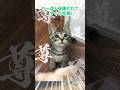 Chi Pan Taka When He Was Young Rescue Cat Chi Pan Taka When He Was Young Rescue Cat