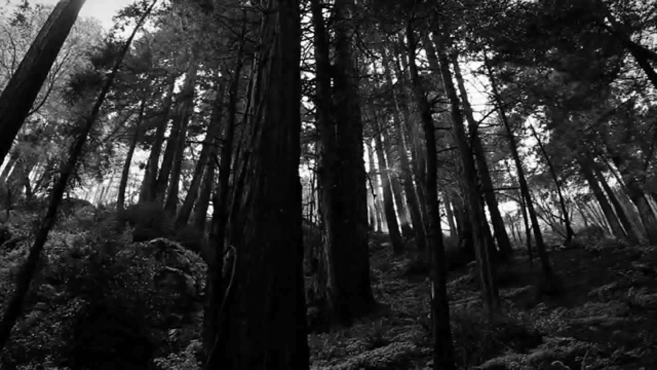 Woodland (Official Trailer) YouTube