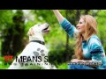 Sit Means Sit DogTraining Madison WI Sit Means Sit DogTraining Madison WI