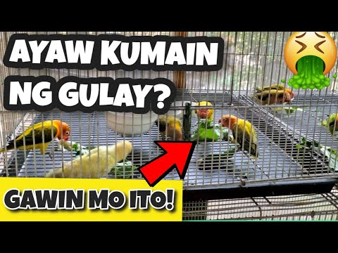 Video: Paano Pakainin Ang Mga Goldfinches