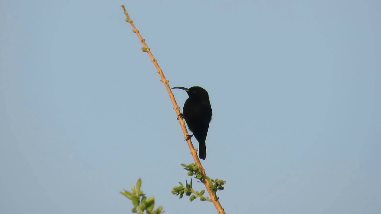 Amethyst Sunbird 
