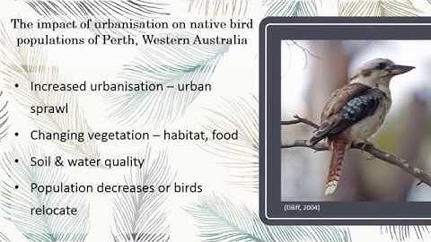 The impact of urbanisation on native bird populations in Perth, Western Australia