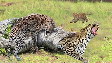 Death Fight! A Rare And Unlikely Battle Between A Giant Python And Leopard In Kenya