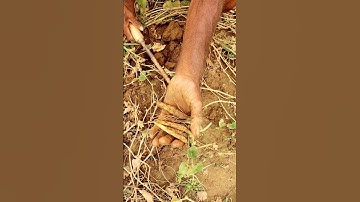Propagating Material of Pointed Gourd (Parwal) #shorts