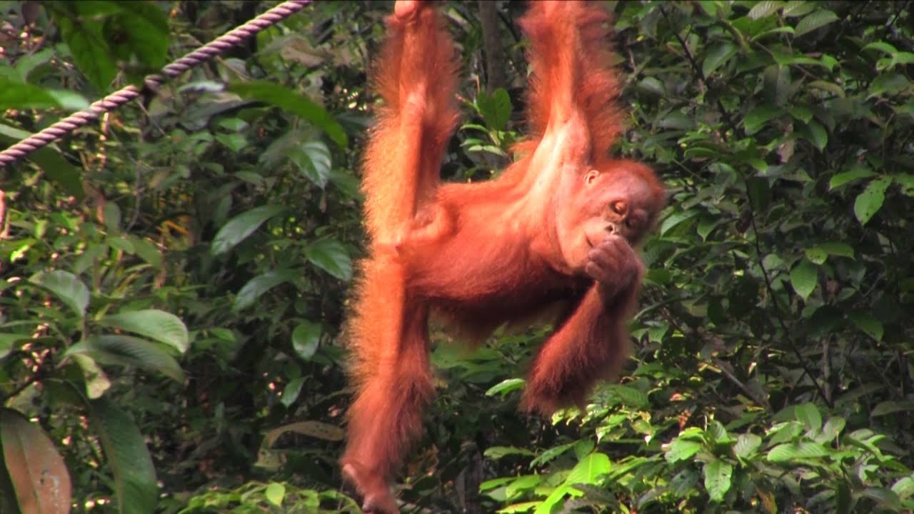 Borneo - Orang Utan