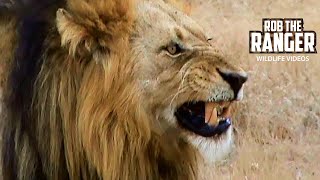 Three Mapogo Lions Start A Patrol | Archive Lion Footage
