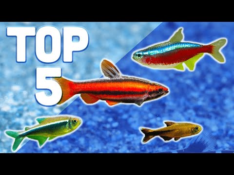 Video: Popular Home Aquariumvissen: tetra's