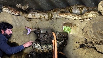इस पुराने घर में एक साथ 2 अजगर सांप को कैसे रेस्क्यू किया गया। Indian Rock Python Rescue operation