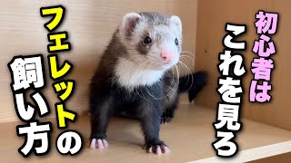 【フェレット初心者へ】フェレットの飼い方【基礎知識】