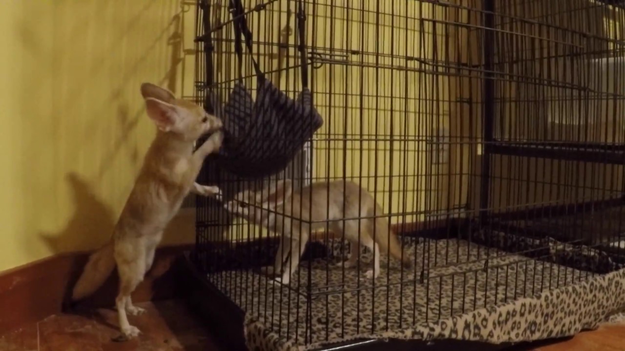 skydive chicago Fennec Fox Meets New Pet Foxes for the First Time