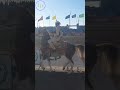 الخيل ب موسم مولاي عبد الله بالجديدة الخيل ب موسم مولاي عبد الله بالجديدة
