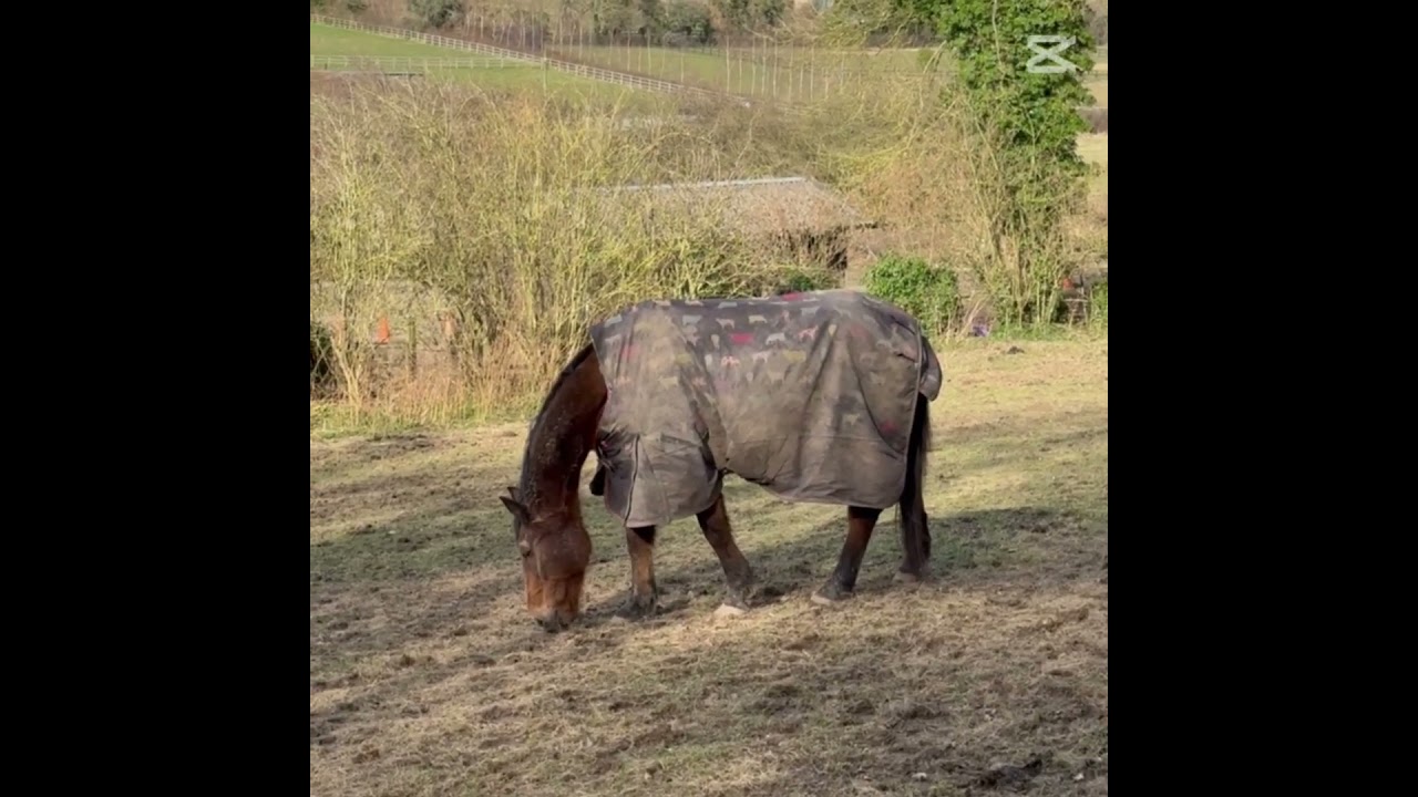 Dundridge Horse in a Ancient Field