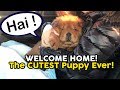 Chow Chow Puppy Comes Home! Mochi's First Day | Teddy Bear Dog