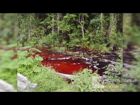 MUSIQUE DE BOUNDJI YouTube