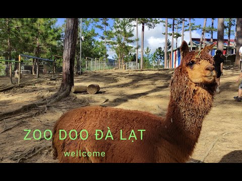 zoodoo da lat 2022 Update Zoo Doo Đà Lạt.