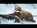 How Smart Are Grizzly Bears?