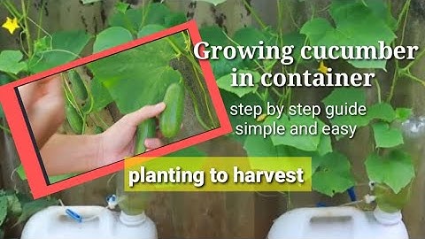 How to plant cucumber in a reused plastic container at home with high yield / step by step guide