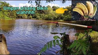 Umpan pisang bikin ulahh...