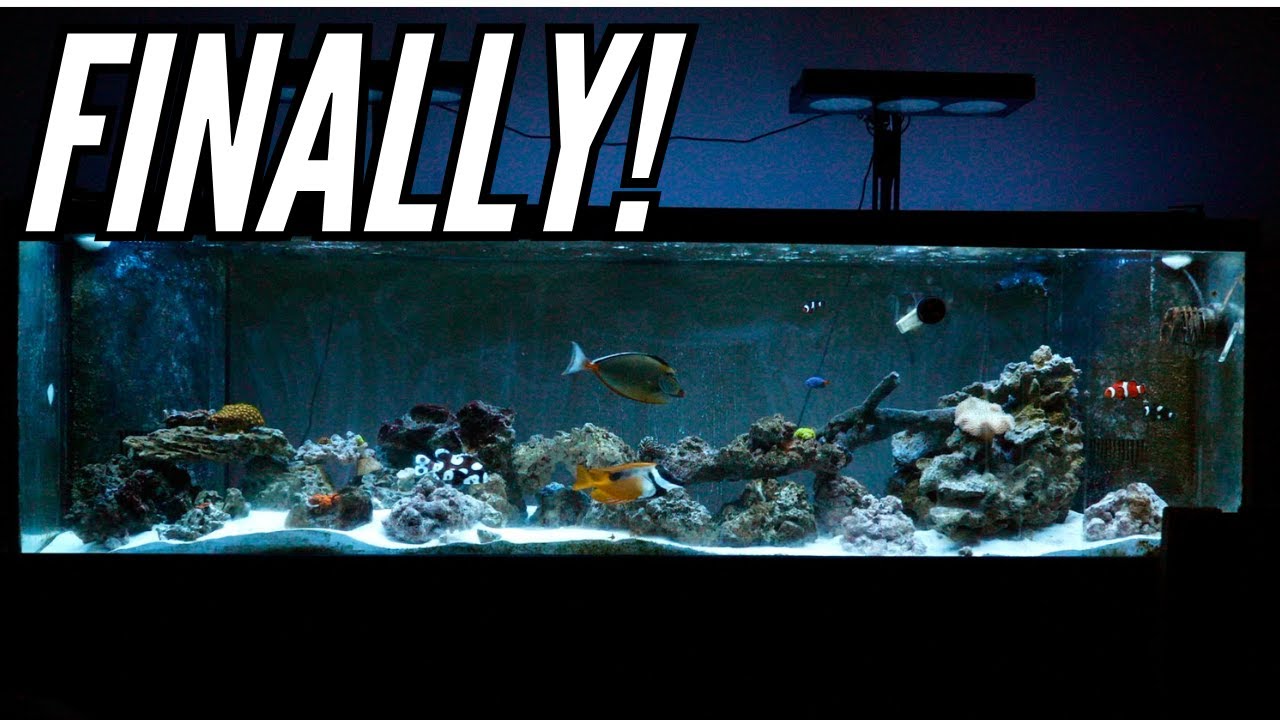 How to get rid of green hair algae, bryopsis and cyanobacteria in a reef tank YouTube