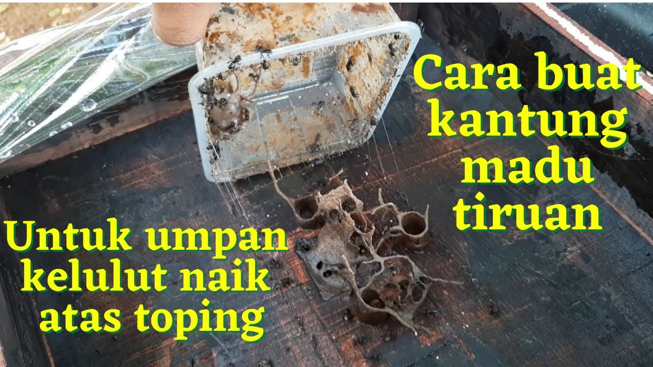 Cara buat kantung madu kelulut dan gunakan untuk umpan kelulut naik ke toping | stingless bee