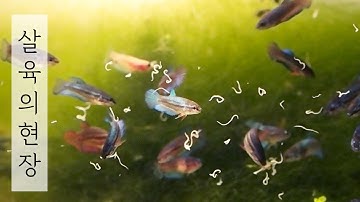 베타 브리딩 미운 3개월 추방의 시기