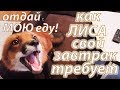 ЛИСА ТРЕБУЕТ СВОЙ ЗАВТРАК!. Домашний Лис  Мики.