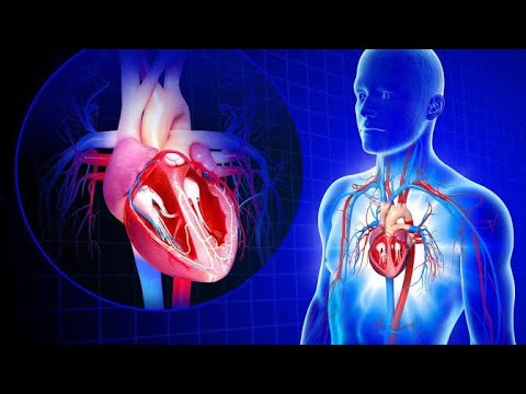 Blood circulation system - YouTube